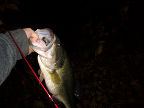 Largemouth Bass caught fishing Greenfield Lake by Tight Lines