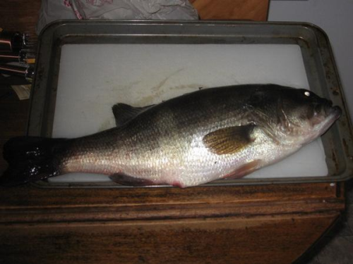 Largemouth Bass caught fishing Ramseys Millpond by Creek Commander