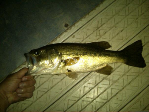 Largemouth Bass caught fishing Newburgh Lake by Parker