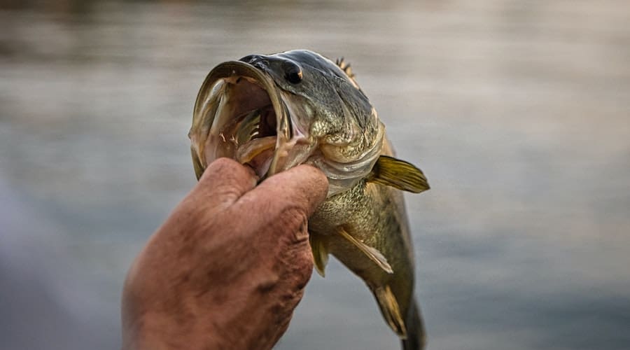Best Bass Fishing Rod: Our Top 12 Picks for 2021