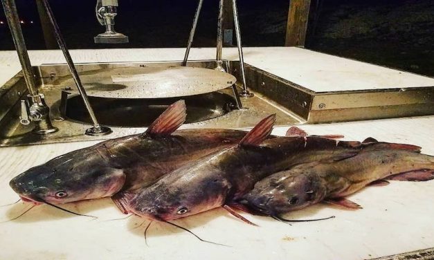 Catfishing FAQs: Do Catfish Have Scales?
