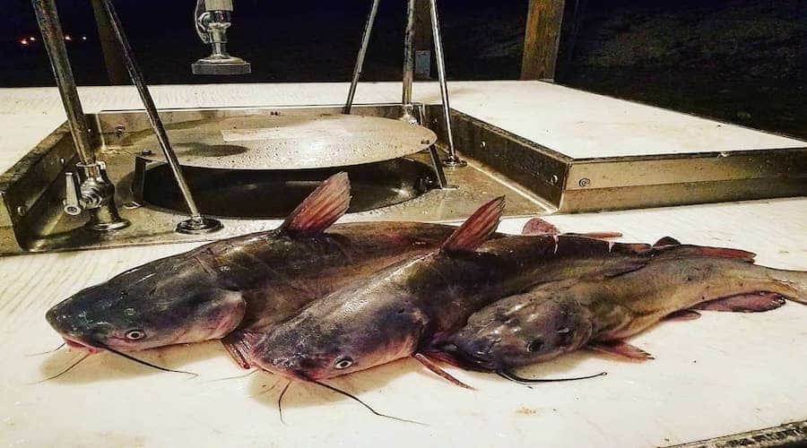 Catfishing FAQs: Do Catfish Have Scales?