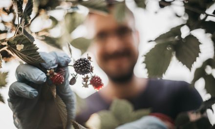 5 Best Wild Berries for Foraging