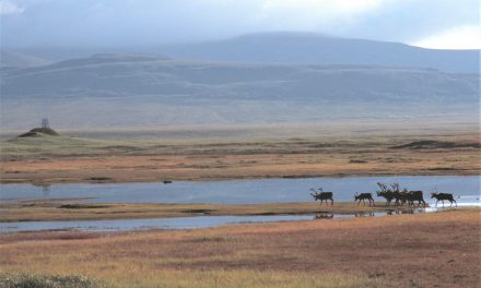 Tribulations on the Tundra: A Caribou Adventure