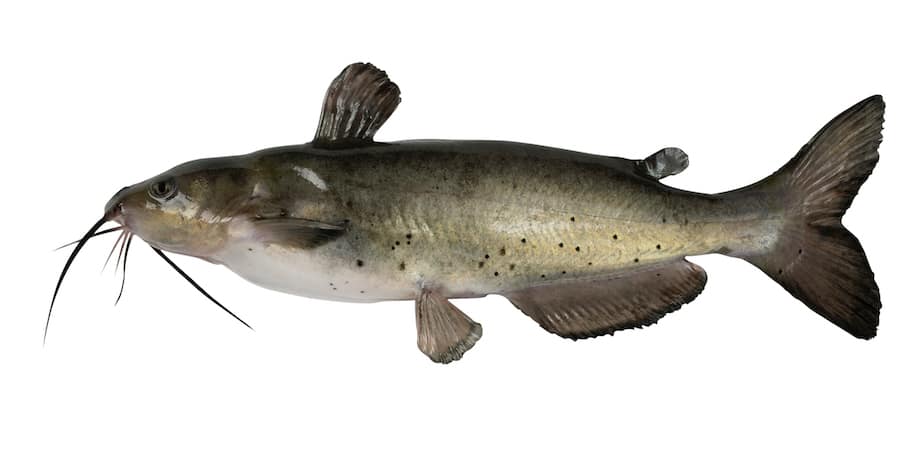 A channel catfish against a white background