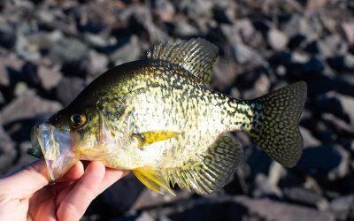Best Crappie Lures and Baits in 2021