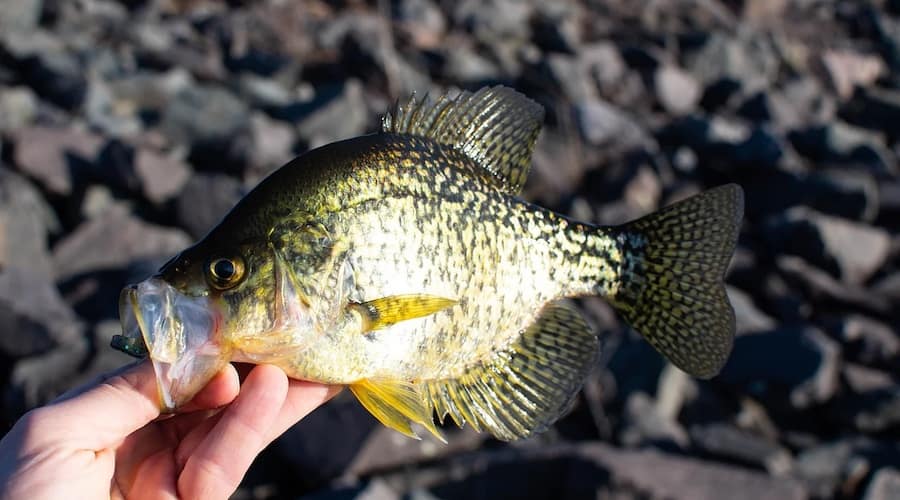 Best Crappie Lures and Baits in 2021