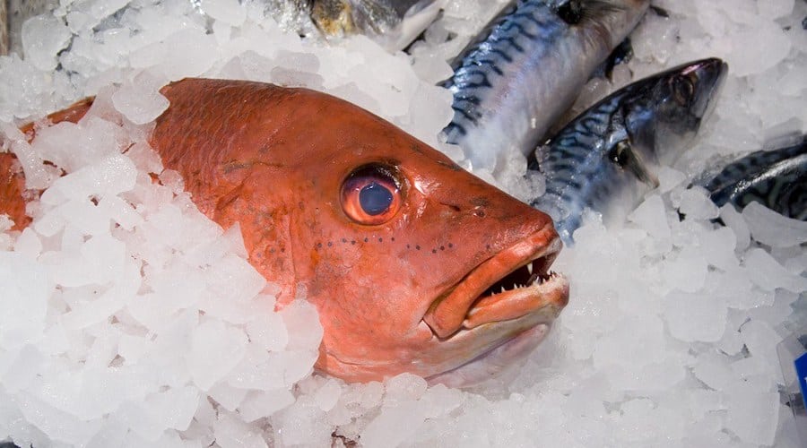 Guide to Storing Fresh Fish