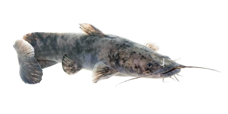 A flathead catfish against a white background.