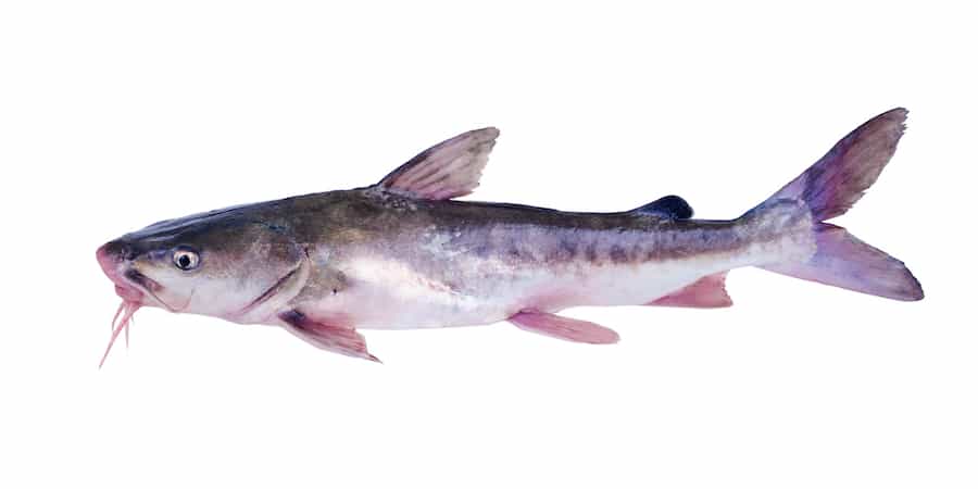 A hardhead catfish against a white background.