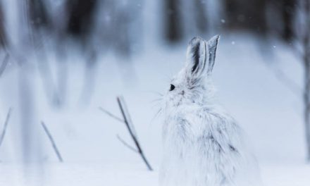 All About Snowshoe Hares