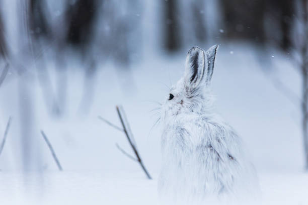All About Snowshoe Hares