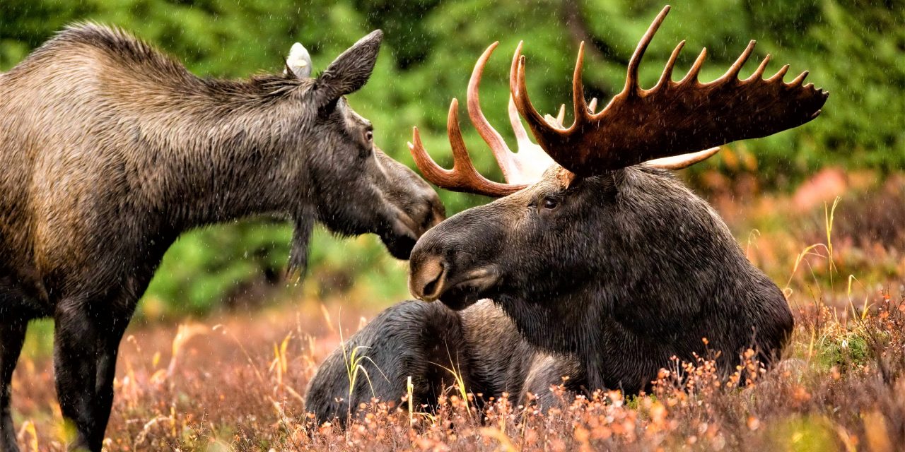 Field-aging Moose and Deer
