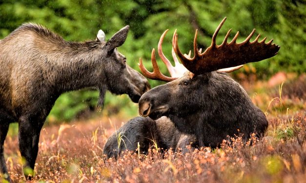 Two Record Bull Moose in 4 Days