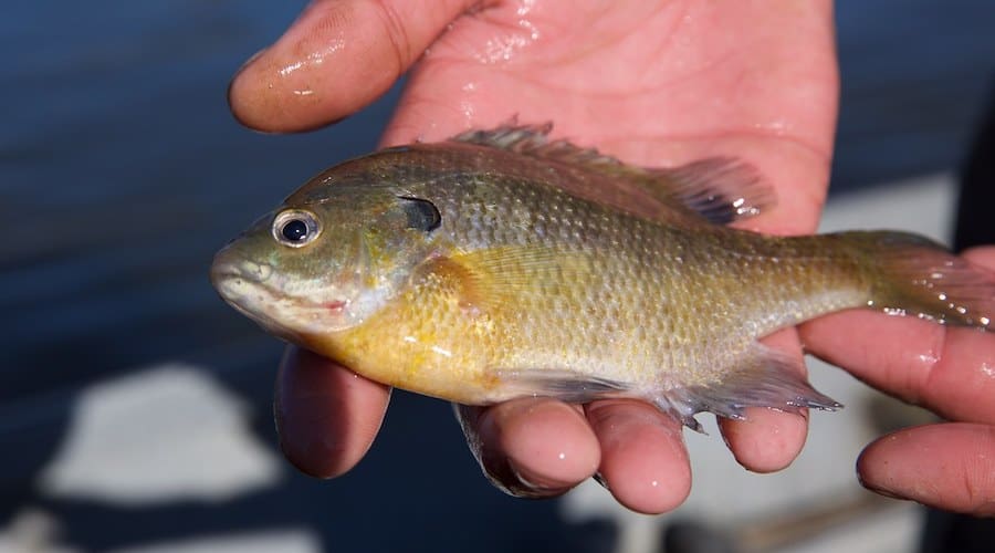 A person holding a bluegill, a type of panfish, in their hand with water in the background.