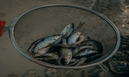 6 Best Homemade Catfish Baits