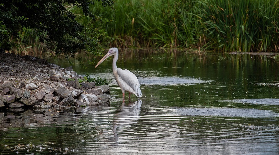 a pelican in Florida