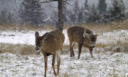 Why We Hunt: Deer Hunters’ Paradox
