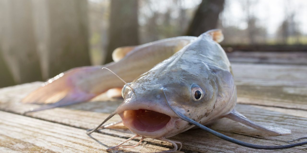 10 Best Catfish Fishing Lakes in the US