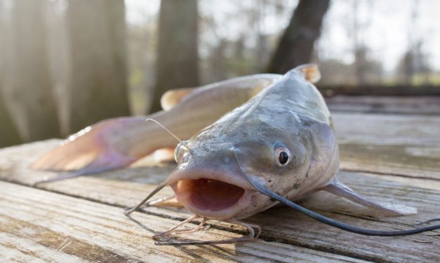 10 Best Catfish Fishing Lakes in the US