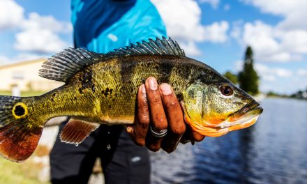 5 Places to Catch a Butterfly Peacock Bass