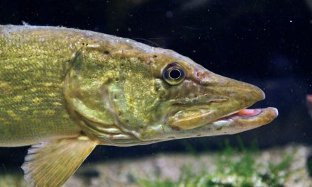 5 Invasive Fish Species in the US