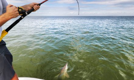 7 Dangerous Fish for Anglers to Handle