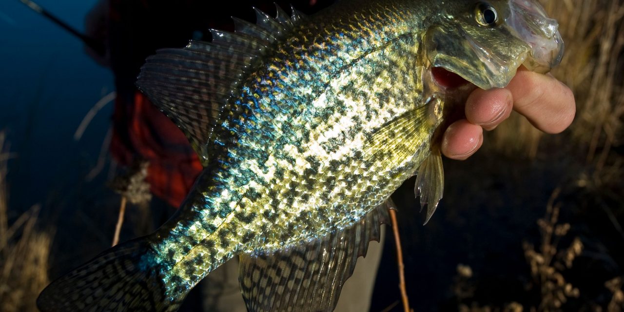 The 5 Best Late Fall Fishing Tips For Crappies