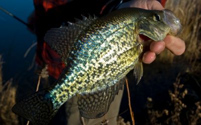 The 5 Best Late Fall Fishing Tips For Crappies