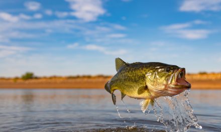 5 Bass Fishing Rivers In The US
