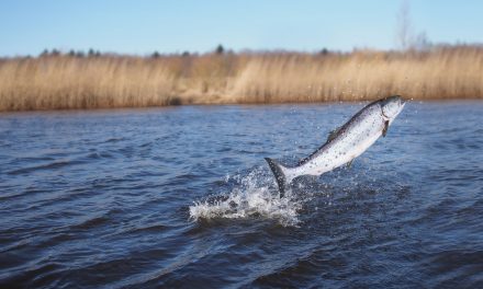 8 of the Largest Rivers for Salmon