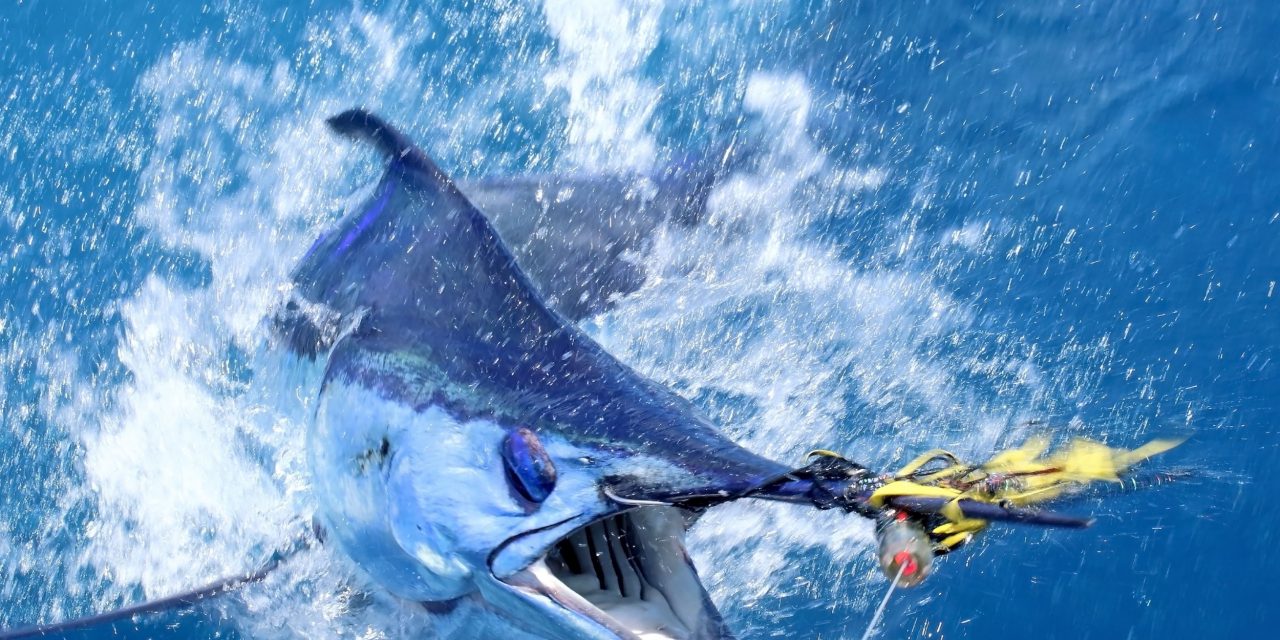 6 Best Places to Catch Marlin