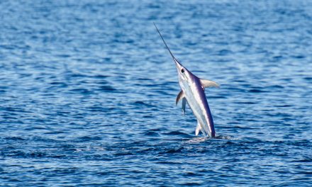 2 Best Places to Catch Swordfish