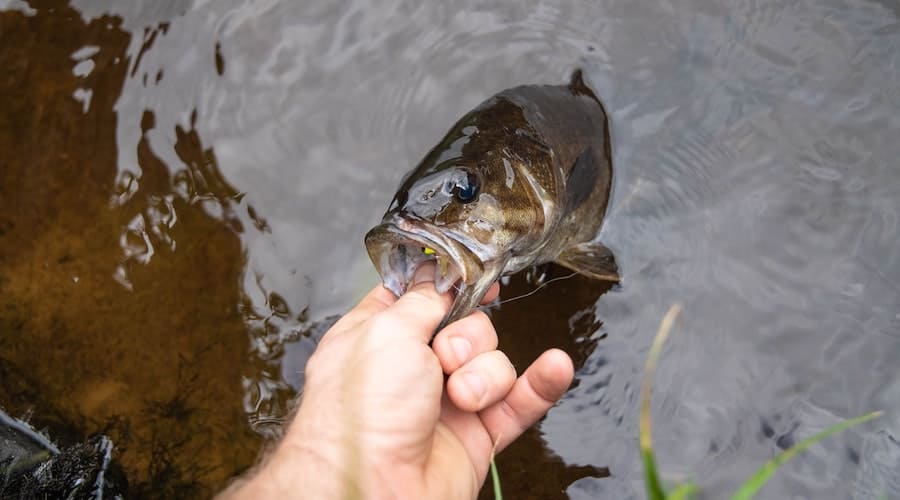 A person lipping a smallmouth bass in the water. 