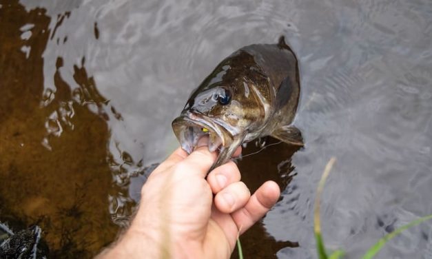 8 Most Common Bass Species in the US