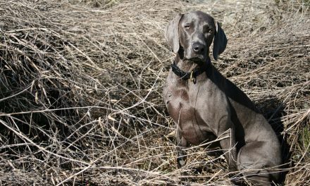 Best Hunting Dogs