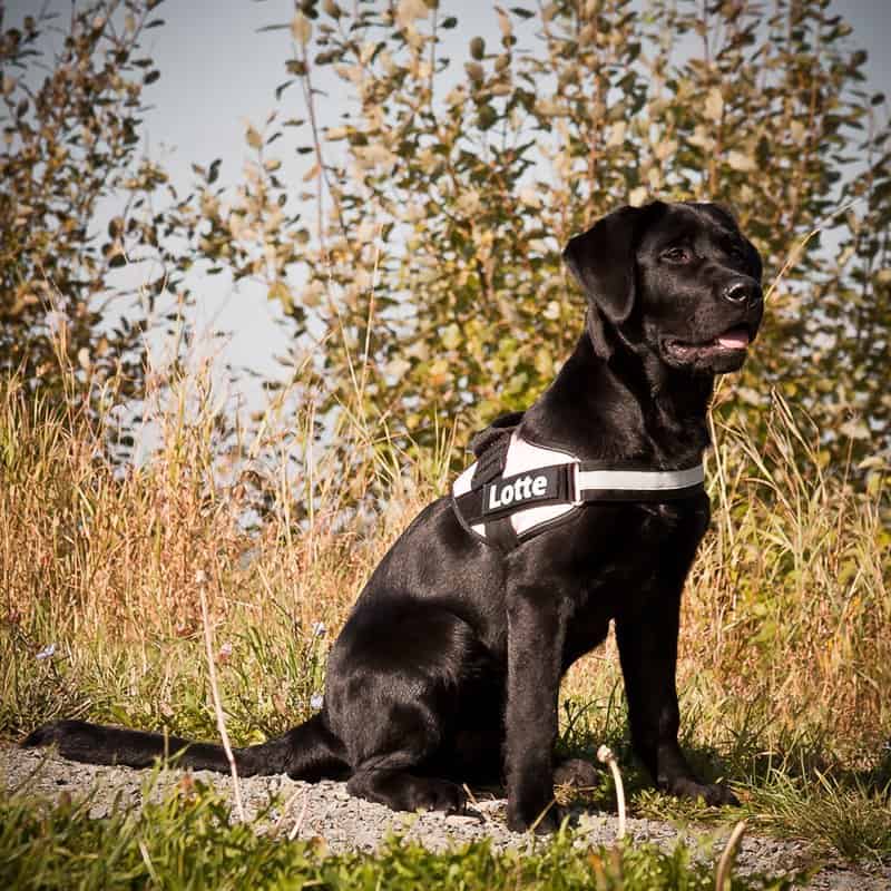 Top Hunting Dogs - Labrador Retriever