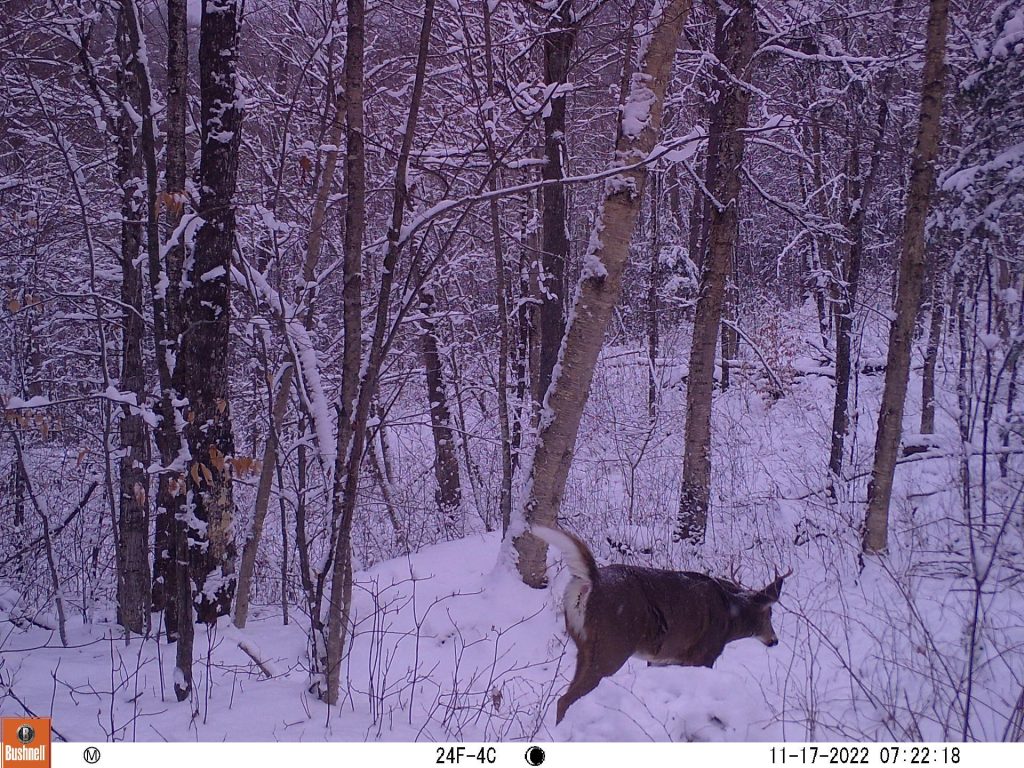 An 8-point buck on the prowl during the peak of the rut!