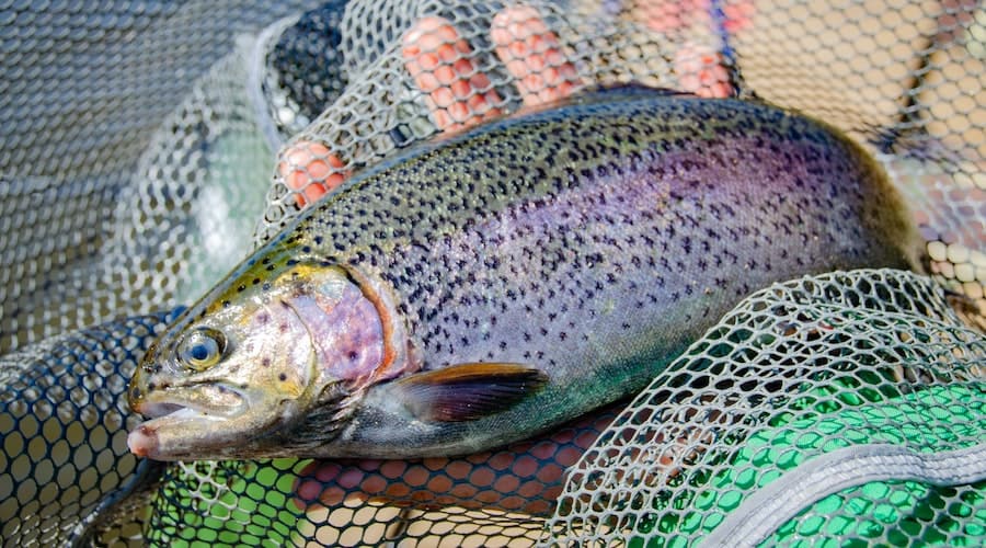 How To Target Trout