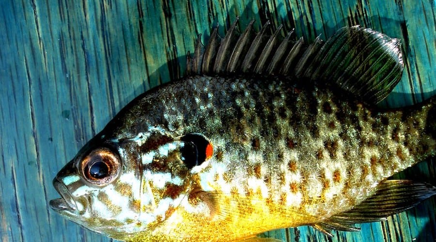 A redear sunfish, one type of panfish, against a bluish-grey background.