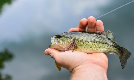 How to Fish a Wacky Rig for Bass Fishing