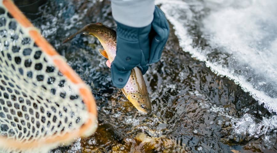 A person holding a trout over icy water in the winter.