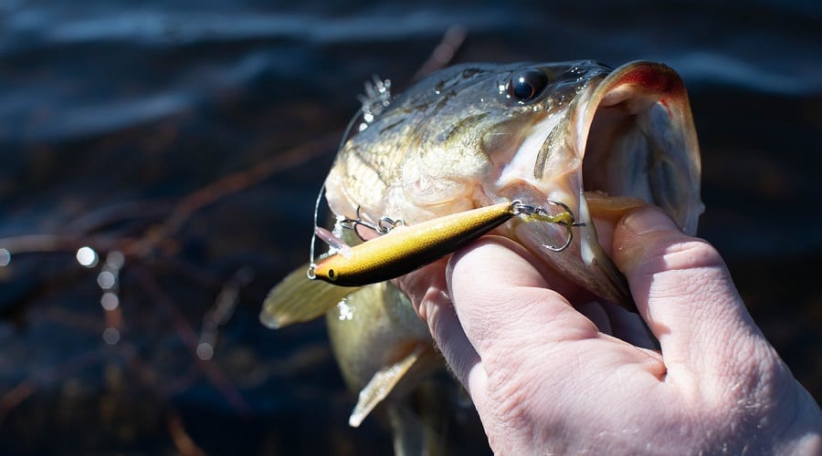 a bass on a lure