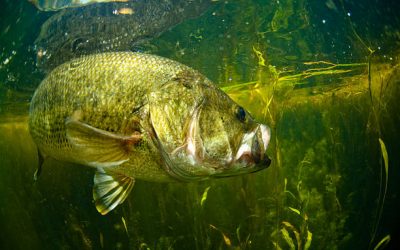 Fish for and Catch Largemouth Bass