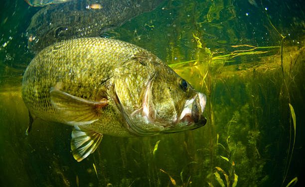 Fish for and Catch Largemouth Bass
