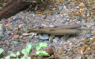 Learn Trout Biology to Catch More Fish!