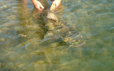 Handle Catfish Safely & Effectively