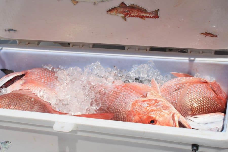 Red Snapper that has been caught
