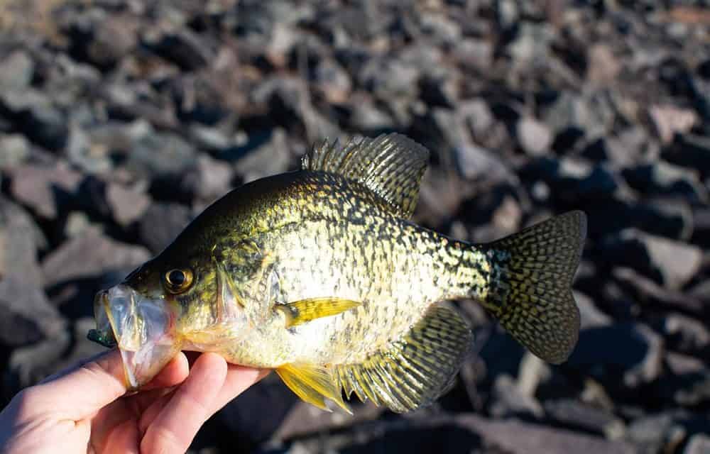 5 Best Crappie Fishing Spots in the US