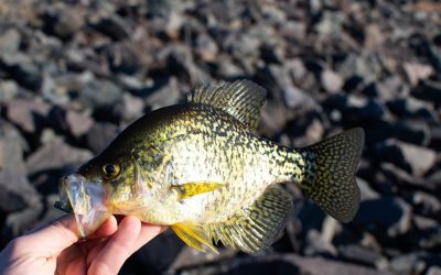 5 Best Crappie Fishing Spots in the US